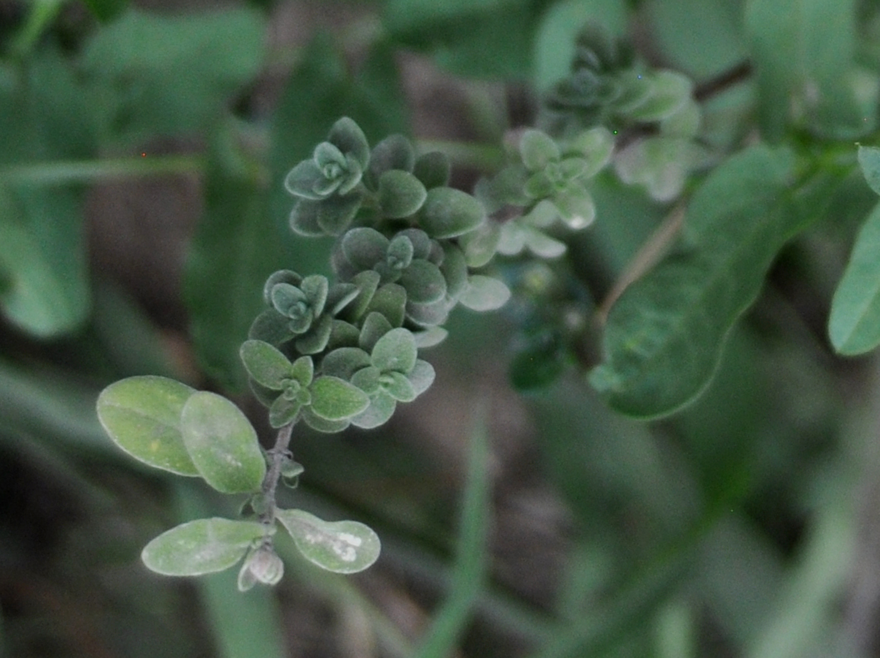 ORIGANUM MAJORANA L.-maggiorana